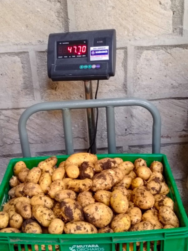 Markies Potato from Kenya
